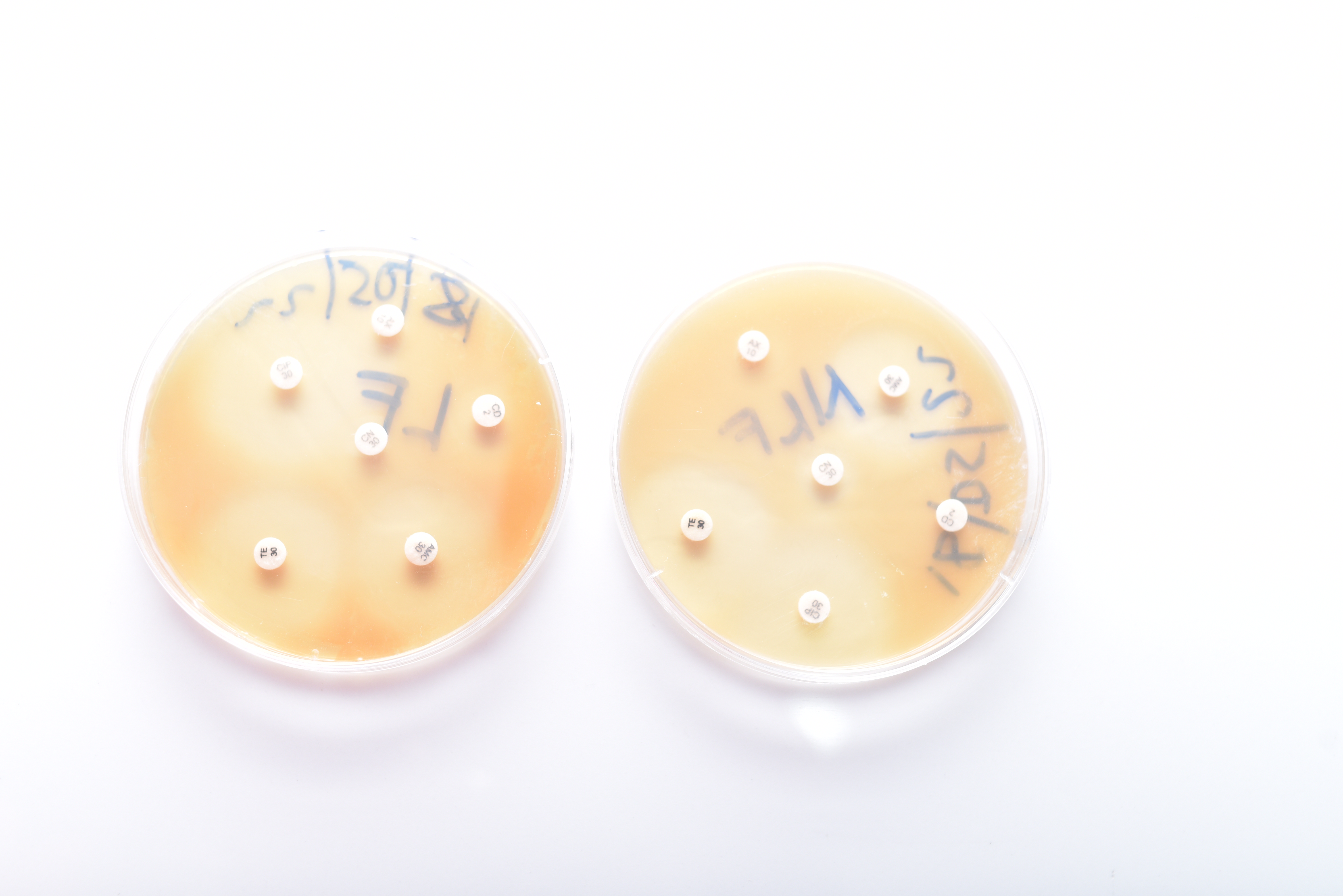 Bacteria culture collection in Africa
