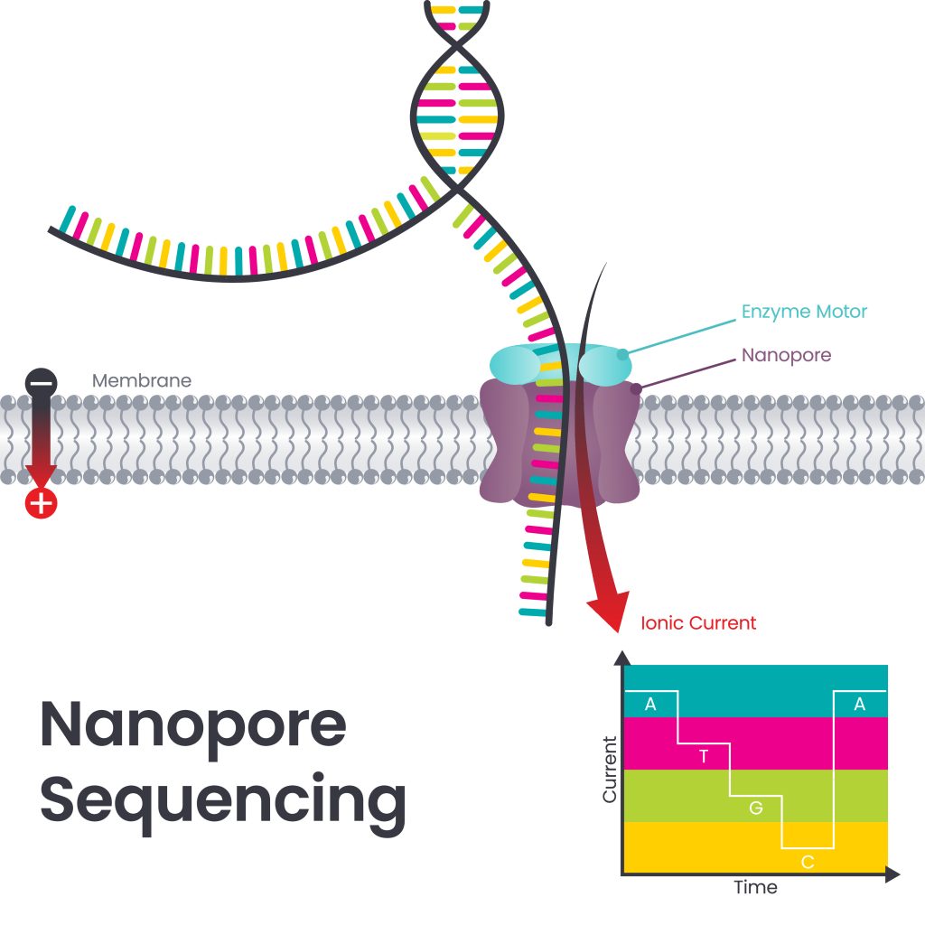Nanopore Sequencing